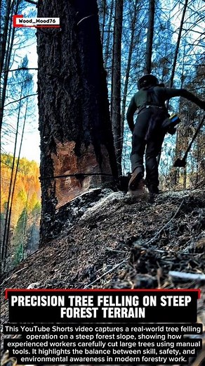 Precision Tree Felling on Steep Forest Terrain #logging #woodworking