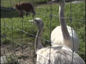 Le nandou - l'emeu - l'autruche - La Ferme Couderc - Vallérargues Gard France
