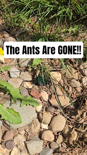These Ant Traps SAVED Our Garden: 4 Day UPDATE! #gardening #diy