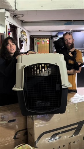 Cane in Aereo: Regole per la Cabina e la Stiva Spiegate