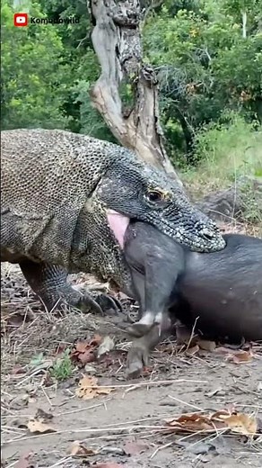OMG 😱😱 How Komodo Dragon Swallows Wild Boar Komodo Wild #komodo #wildlifeentertainment #fyp