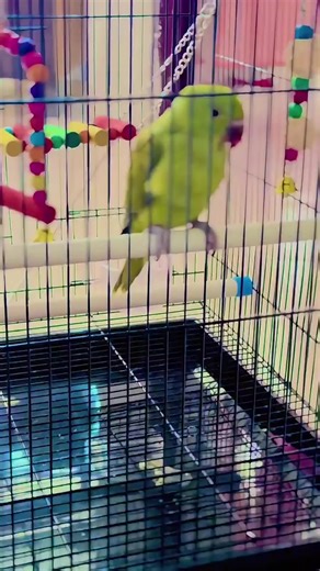 Healthy Parrots: Tips for Happy Pets
