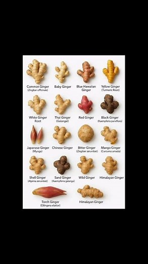 Different Types of Ginger 🌿 | Amazing Ginger Varieties Explained #shorts #ginger #nature #herbs