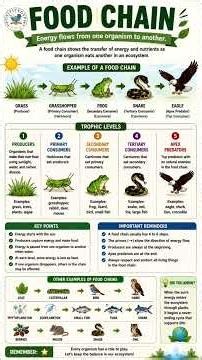 🌿 FOOD CHAIN** 🌞🐛🐸🐍