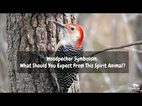 Woodpecker Symbolism: What Should You Expect From This Spirit Animal?