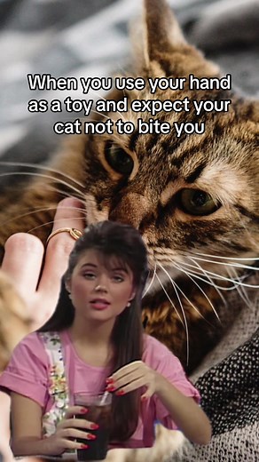 Cat Meme Compilation: Hilarious Moments with Feline Friends