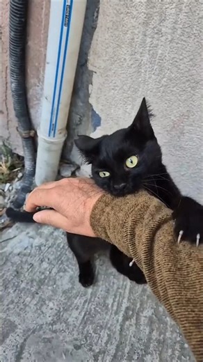 Teeth and Claws Out — An Angry Black Cat’s Warning 😬🐾