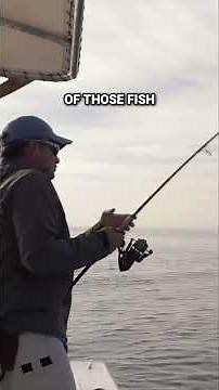 Maine Coast Striped Bass Fishing with Capt. Peter Whelan #fishing