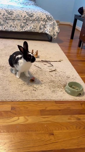 Best Vacuum for Rabbit Owners: Dyson V15 Detect Review