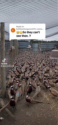 Replying to @kathleenlongenec23 #pheasant #pheasantfarm #pheasantsoftiktok #fyp #foryourpage #southdakotafarmlife #Pheasant