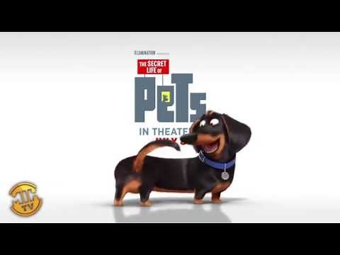 Meet Buddy - The Secret Life of Pets