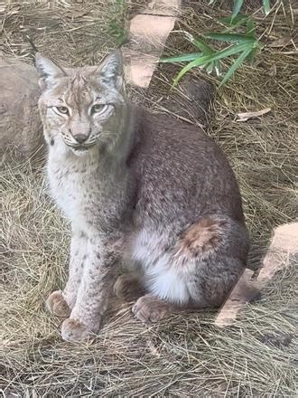 古典猫#南京红山森林动物园 #欧亚猞猁 #欧亚猞猁小八
