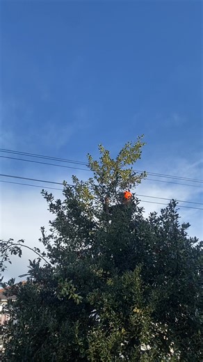 3.1K views · 13 reactions | We work in a team of 5 on tree surgery. Our team of 5 can quickly trim, cut and dismantle your trees to your requirements. South Liverpool tree surgery Karl Fischer Garden Grounds & Tree Maintenance Limited Call Karl | Karl Fischer Garden Grounds & Tree Maintenance Limited | Facebook