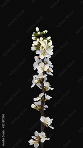 Time lapse of blooming Nanking cherry (Prunus tomentosa) branch with ALPHA transparency channel isolated on black background, vertical orientation