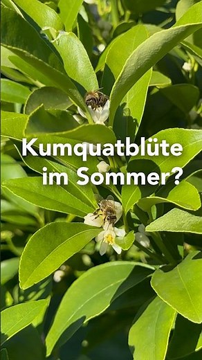 Kumquat Blooming in Summer: Using Drought Stress and Summer Heat for Citrus Blossoms