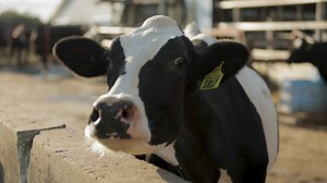 23 reactions | Whether it is applied in a corn field or the nation’s dairy barns, precision technology is reshaping the agriculture industry for the better. Dr. Jason Osterstock from Zoetis Dairy shares how advancements in genomic data can help improve dairy cattle genetics and performance. Learn more in this episode of What’s Up at Holstein USA, brought to you by Holstein Association USA and Zoetis! | Holstein Association USA | Facebook