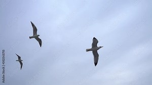 Seagulls flying in the gray clean sky. Close-up flock of birds flies slow-motion Flock of seagulls flying across the sky soaring. Close-up