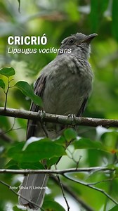 181K views · 11K reactions | O canto do CRICRIÓ, pássaro de canto poderoso e marcante! | Planeta Aves | Facebook
