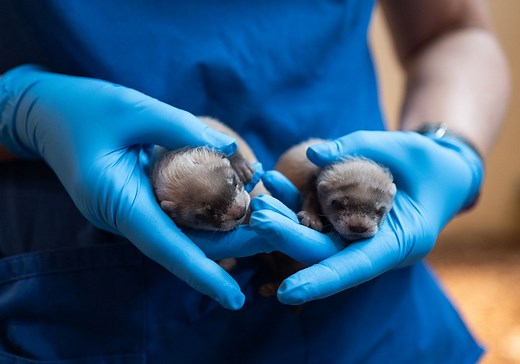 Read Some of the Most Exciting Stories From the Smithsonian Conservation Biology Institute in 2024