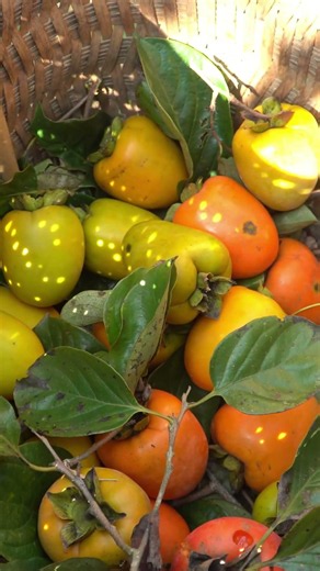 harvesting red stone fruit