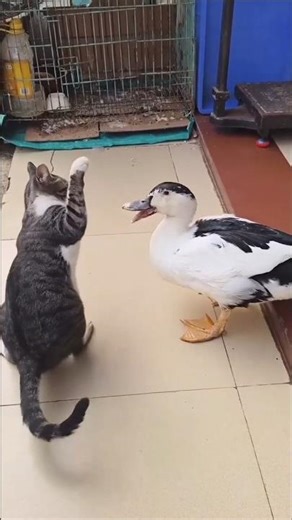 Hilarious Battle! Cat vs Duck 😹🦆”#shortvideo #catshorts