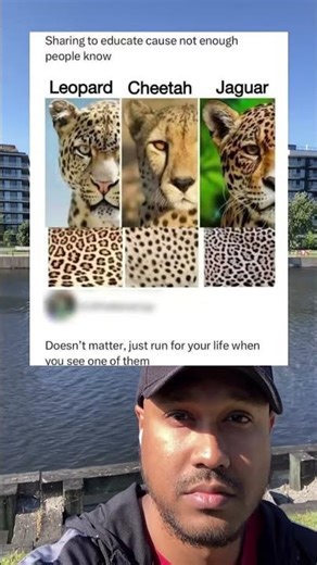 Leopard vs Cheetah vs Jaguar Just Run