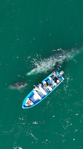 Whale watching, but make it respectful! 🐋 In San Ignacio Lagoon, Mexico, the gray whales call the shots. Interacting with them is always on their terms, just as it should be. 💙 To keep the whale watching ethical and sustainable: 👉 Only licensed boats are allowed in the lagoon 👉 The number of boats is limited to ensure a respectful distance 👉 We stay within designated whale watching zone 👉 We never chase, feed, or pressure the whales to engage with us It’s all about letting these incredible
