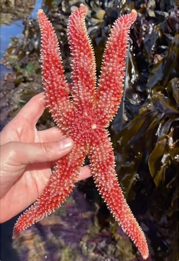 Discover Fascinating Facts About Sea Stars