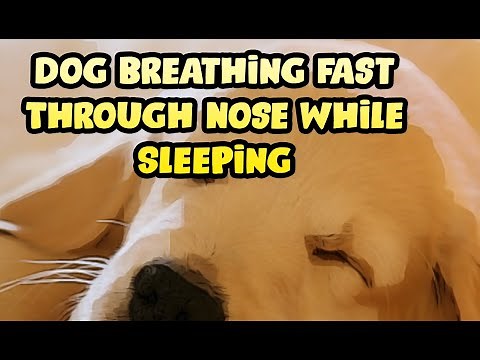 Why is My Dog Breathing Heavy While Sleeping?