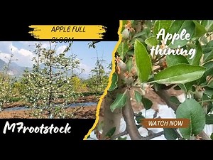 m7 rootstock 🍎 full bloom and thining tips (Apple 🍎 Thining)#apple #fullbloom #orchard#m7rootstock
