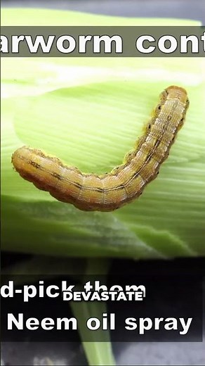 Stop Corn Earworms from RUINING Your Crops! 🌽❌