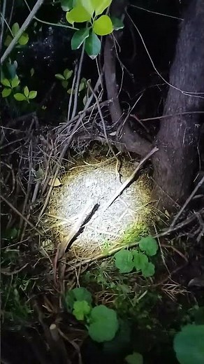 #Predator, #Blind,#small, #front garden, #Safety,#Warnings, #yowie, #danger, #Australia,