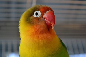 Fischer's Lovebird | Agapornis fischeri Care & Info - Psittacology