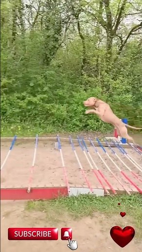 Incredible Dog Stunt Show You Won’t Believe This Dog’s Skills!