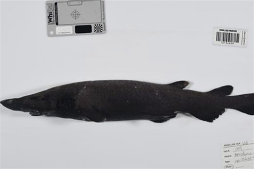 More than 100 deep-sea creatures discovered in Coral Sea