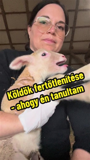 Újszülött állat köldökfertőtlenítés - szarvasmarha, juh, kecske #farmerstarter #ellés #lambing #calving #sheepfarmer