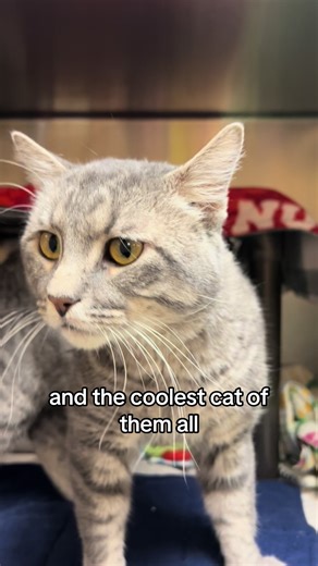 Scooter the Neutered Cat - The Coolest Cat in the World