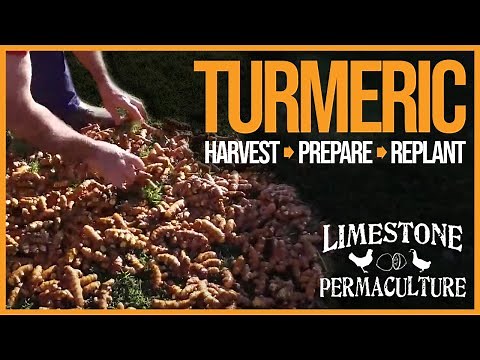 How to harvest, prepare and replant turmeric