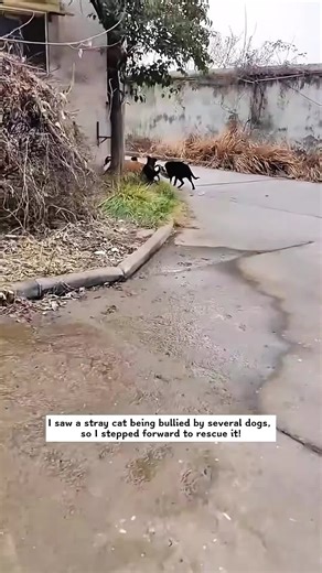 Rescuing a Poor Cat: A Heartwarming Story