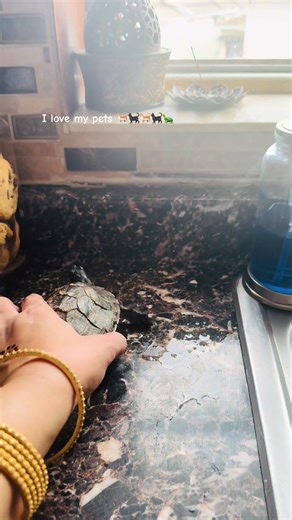 Love my cats #cats #turtle #mypets #alhamdulillah #foryoupage