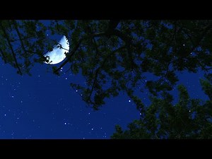 Crickets & Gentle Wind Sounds At Night - Nature Ambience for Deep Sleep & Relaxation - 10 Hours