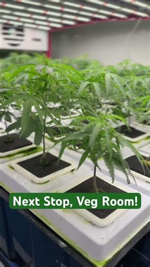 Young buds are leaving the clone room for their new home