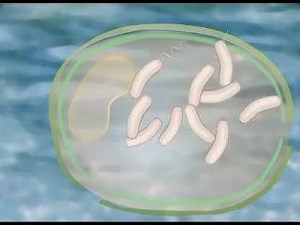 Meet Bdellovibrio bacteriovorus, a bacterial predator that is an efficient killer of Gram-negative bacteria, such as the prevalent E. coli bacterium. "B. bacteriovorus kills bacteria by a whole different mechanism of action than classical antibiotics, and as such, predatory bacteria might in the future constitute a viable alternative to these antibiotics." Read more at: http://phys.org/news/2016-02-coli-survives-predatory-bacteria.html#jCp Video Source: https://www.youtube.com/watch?v=m1-8SKZPQH