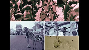 🐆🐻🐒 Edinburgh Zoo in pictures over the years | Edinburgh Evening News