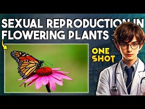 SEXUAL REPRODUCTION IN FLOWERING PLANTS CLASS 12 | BIOLOGY ONE SHOT NEET 2025