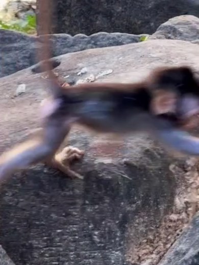 Baby Monkey Jolan's Stone Jump Training