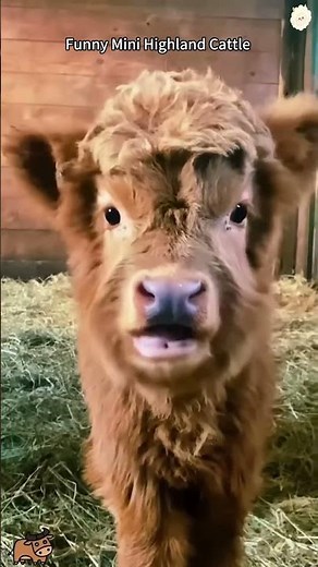 Funny Mini Highland Cattle 🐮🥰 #funnyanimals #pets #highlandcattle #cow #fyp