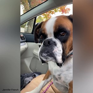 Check out these 2 “bubble machines” watching me eat my cheeseburger after they finished theirs. 🐾 🍔🐾 | Boxer Dog Bonanza