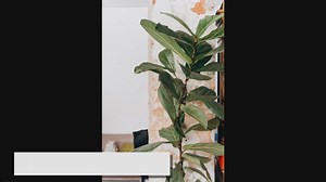 Fiddle Leaf Fig Care: How to Grow a Healthy Plant