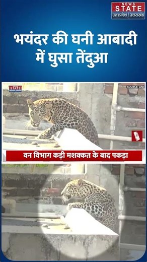 Mumbai leopard Attack: मुंबई में तेंदुए का खौफ, एक बिल्डिंग से दूसरी पर कूदता दिखा| Mira Bhayandar|